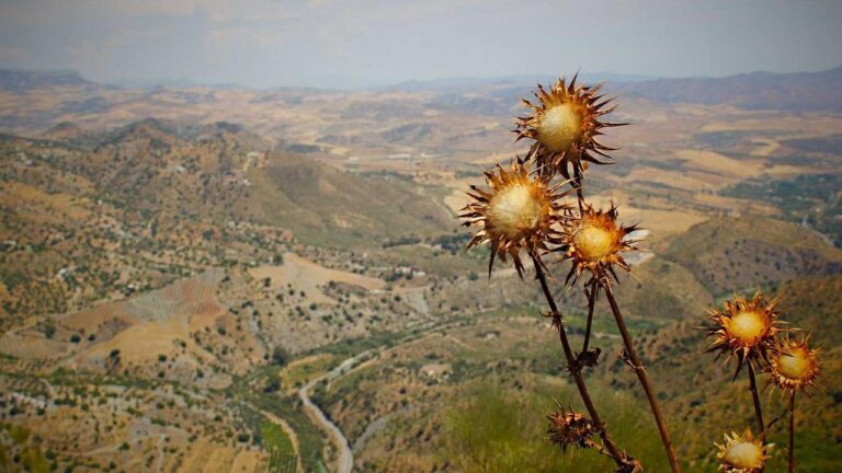 Where Can Ios Users Download Cricbet99 Securely?